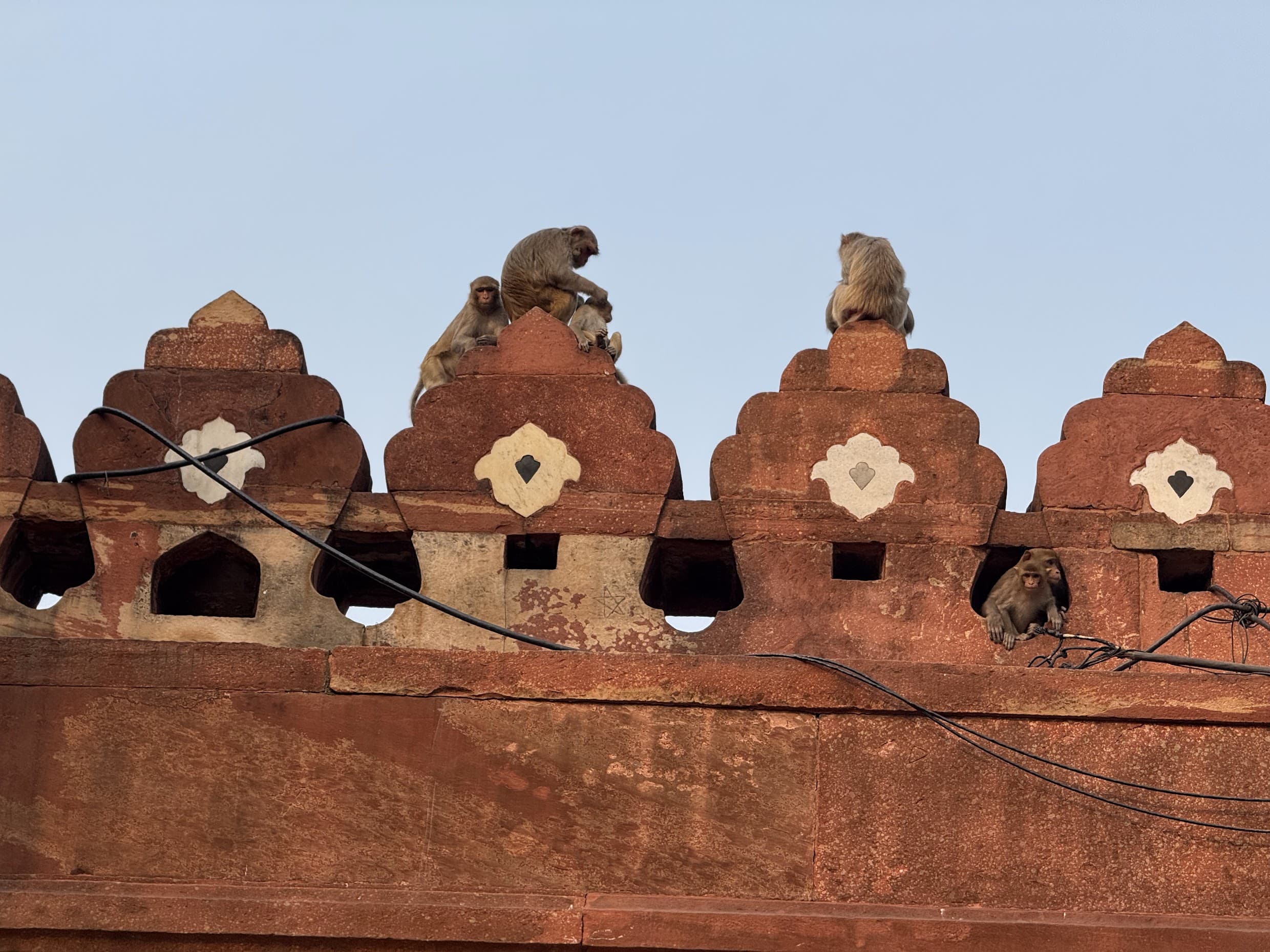 Monkeys perched on the red sandstone battlements near the Taj Mahal's outer gate
